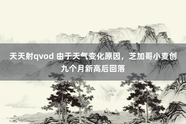 天天射qvod 由于天气变化原因，芝加哥小麦创九个月新高后回落